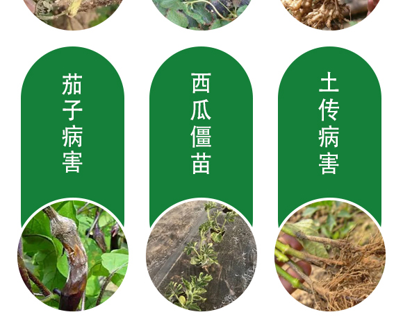 ;ㄅ蚬-田園季豐-大豐肥業(yè) 保花膨果肥-田園季豐-大豐肥業(yè)