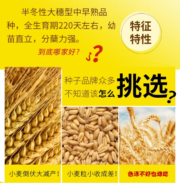 鄭品麥27號(hào)-小麥種子-邦邦種業(yè) 鄭品麥27號(hào)-小麥種子-邦邦種業(yè)