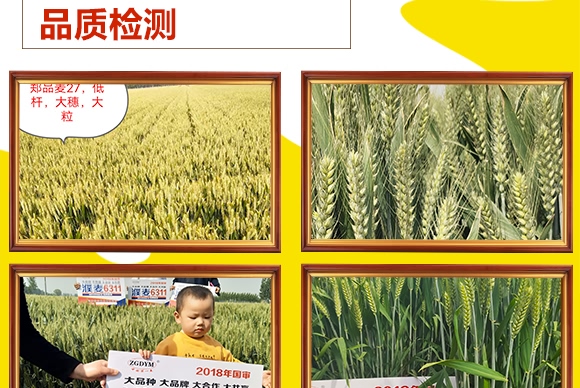 鄭品麥27號(hào)-小麥種子-邦邦種業(yè) 鄭品麥27號(hào)-小麥種子-邦邦種業(yè)