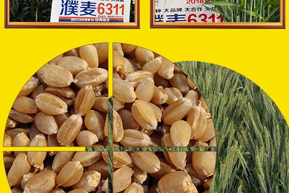 鄭品麥27號(hào)-小麥種子-邦邦種業(yè) 鄭品麥27號(hào)-小麥種子-邦邦種業(yè)