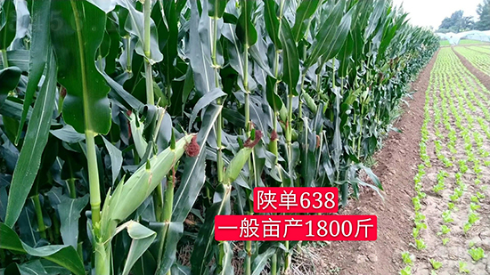 陜單638玉米種子-好壯佳-中亞農(nóng)業(yè) 陜單638玉米種子-好壯佳-中亞農(nóng)業(yè)