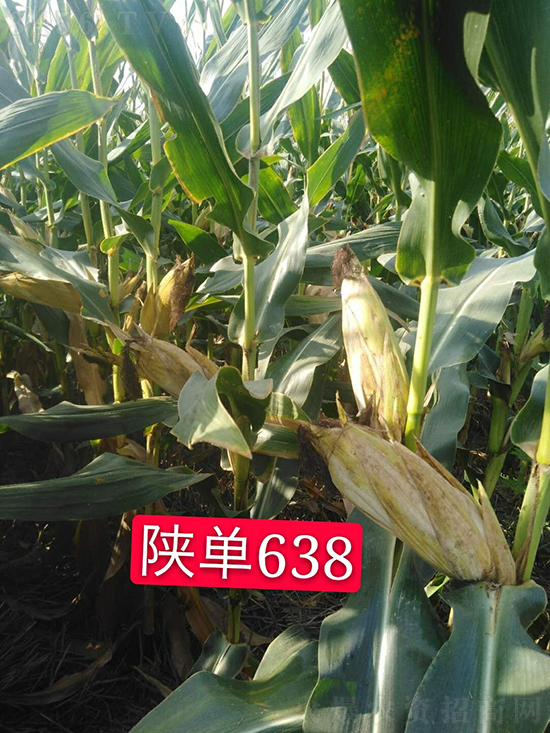 陜單638玉米種子-好壯佳-中亞農(nóng)業(yè) 陜單638玉米種子-好壯佳-中亞農(nóng)業(yè)