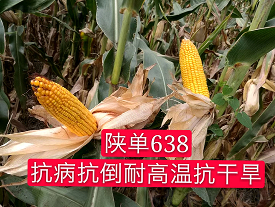 陜單638玉米種子-好壯佳-中亞農(nóng)業(yè) 陜單638玉米種子-好壯佳-中亞農(nóng)業(yè)