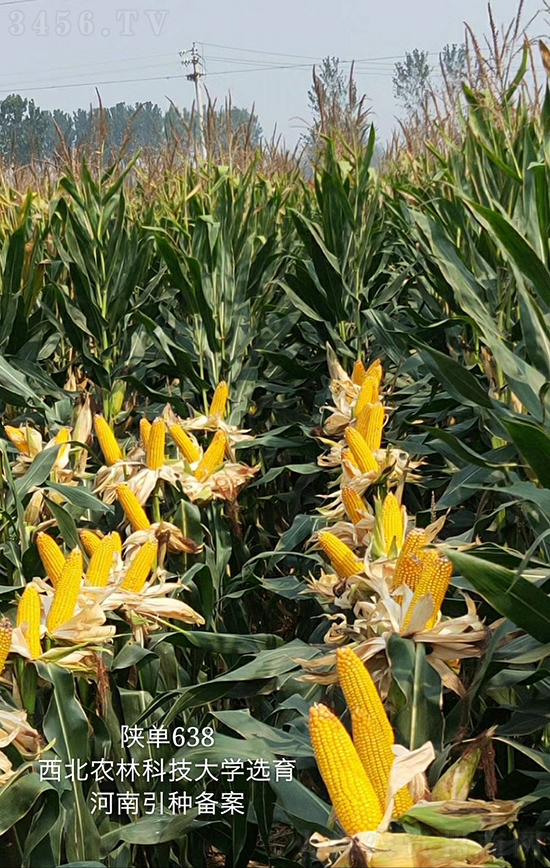陜單638玉米種子-好壯佳-中亞農(nóng)業(yè) 陜單638玉米種子-好壯佳-中亞農(nóng)業(yè)