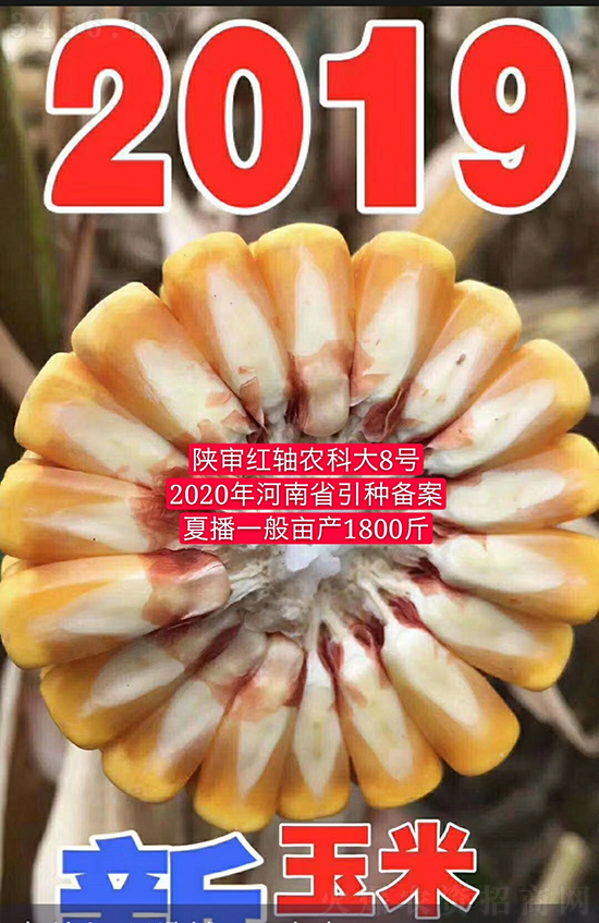 紅軸農(nóng)科大8號(hào)玉米種子-敦煌飛天-中亞農(nóng)業(yè) 紅軸農(nóng)科大8號(hào)玉米種子-敦煌飛天-中亞農(nóng)業(yè)
