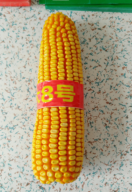 紅軸農(nóng)科大8號(hào)玉米種子-敦煌飛天-中亞農(nóng)業(yè) 紅軸農(nóng)科大8號(hào)玉米種子-敦煌飛天-中亞農(nóng)業(yè)