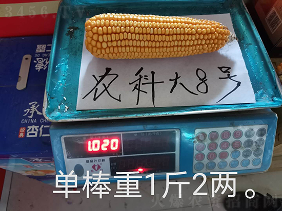 紅軸農(nóng)科大8號(hào)玉米種子-敦煌飛天-中亞農(nóng)業(yè) 紅軸農(nóng)科大8號(hào)玉米種子-敦煌飛天-中亞農(nóng)業(yè)