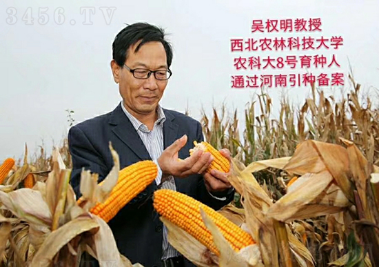 紅軸農(nóng)科大8號(hào)玉米種子-敦煌飛天-中亞農(nóng)業(yè) 紅軸農(nóng)科大8號(hào)玉米種子-敦煌飛天-中亞農(nóng)業(yè)