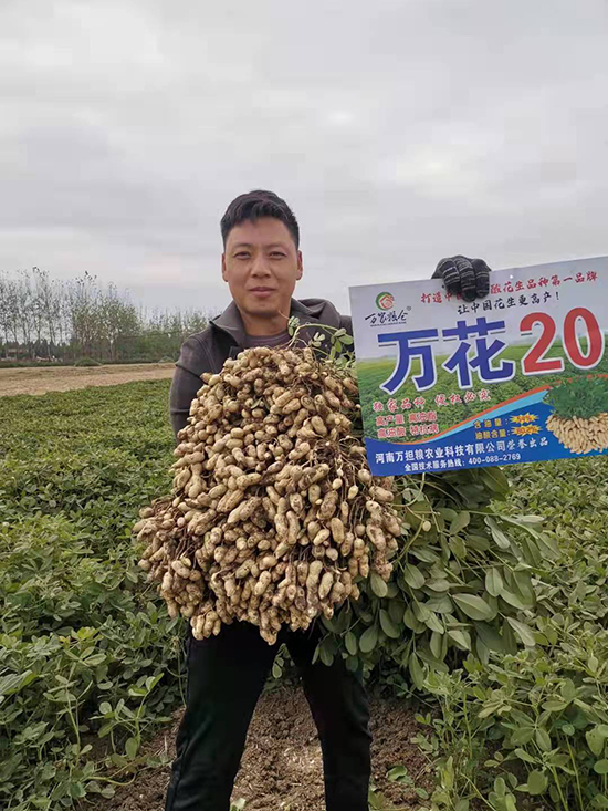 萬(wàn)花20-花生種子-萬(wàn)擔(dān)糧 萬(wàn)花20-花生種子-萬(wàn)擔(dān)糧
