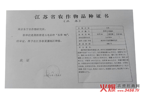 玉雜交種-東單98-好莊稼