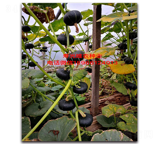 ؐؐһ̖-ϹϷN-Ψr(nng)NI(y)