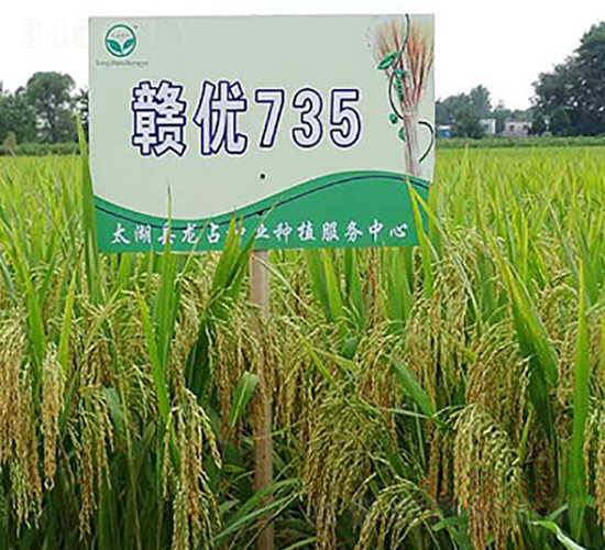 M(yu)735-siN-нNI(y)