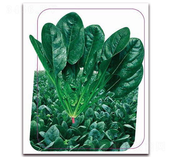 6̖-˷N-(yu)r(nng)I(y)