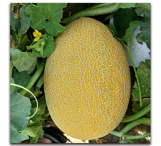 ʮ̖-ϷN-F(xin)NI(y)