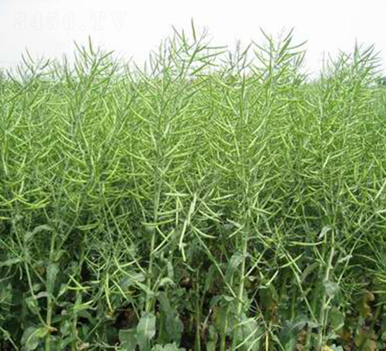 s2̖(ho)-Ͳ˷N-r(nng)l(f)