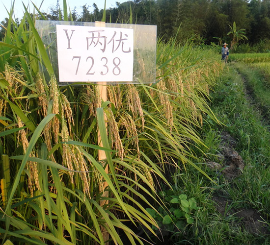 YɃ(yu)7238-ˮN-зNF