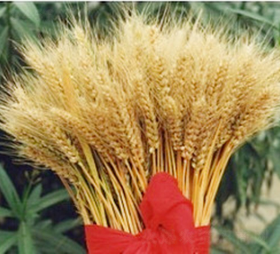 ԥ69̖-СN-ػͷNI(y)