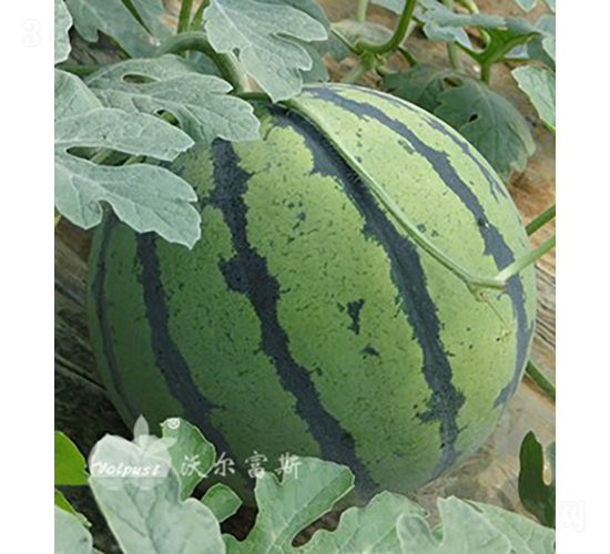 F1߮a(chn)Ƥϣ-ϷN-֠˹