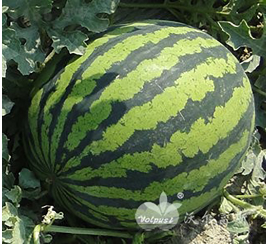 (j)808F1߮a(chn)Ƥϣ-ϷN-֠˹