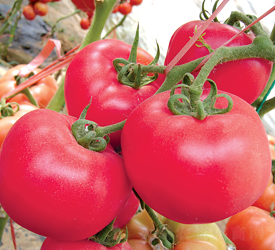 hķ̖(ho)-ѷN-͝r(nng)I(y)