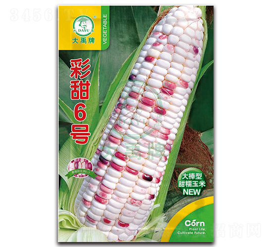 彩甜6號玉米種子-大禹種業(yè)