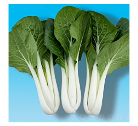 ๣˷N-̰ײ306-A孷NI(y)