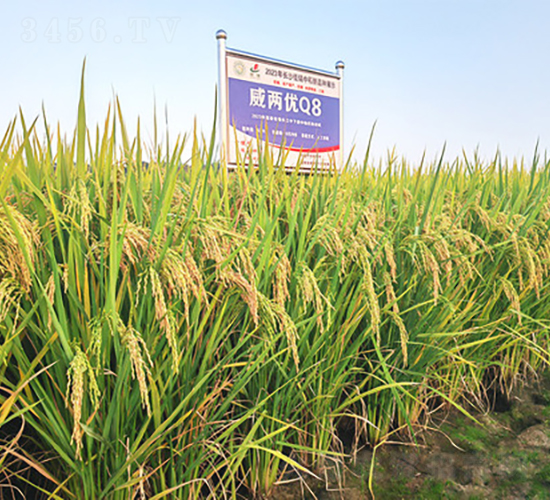 Ƀ(yu)Q8-ˮN-𽡷NI(y)