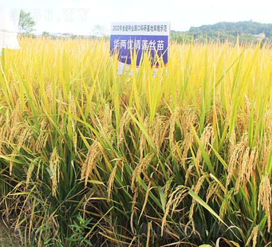 AɃ(yu)ɏz-ˮN-𽡷NI(y)