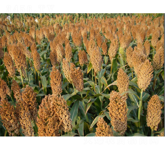 晉雜22號-高粱種子-秦豐種業(yè)