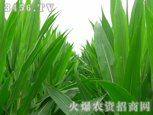 金苑-源申213-玉米種子