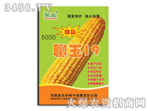 天中聊玉19-玉米種子