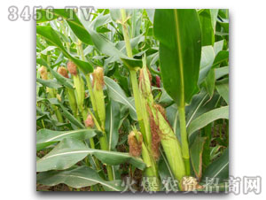 天中航星11-8(玉米種子)