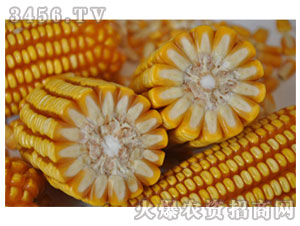 天中玉米新品種“農(nóng)豐6號”-玉米種子