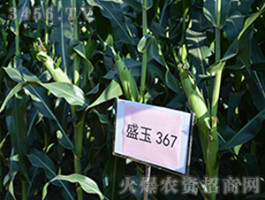 盛玉367(觀摩圖)-玉米種子-強(qiáng)盛種業(yè)