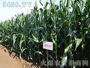 盛玉367(觀摩圖2)-玉米種子-強(qiáng)盛種業(yè)