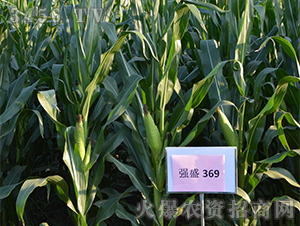 強(qiáng)盛369(觀摩圖)-玉米種子-強(qiáng)盛種業(yè)