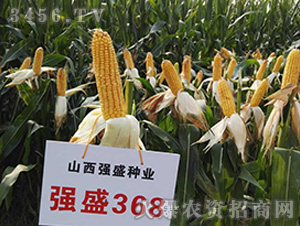 強(qiáng)盛368(觀摩圖)-玉米種子-強(qiáng)盛種業(yè)