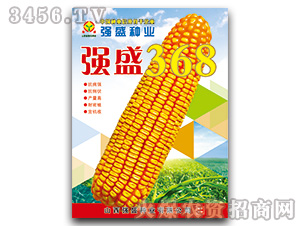 強(qiáng)盛368-玉米種子-強(qiáng)盛種業(yè)