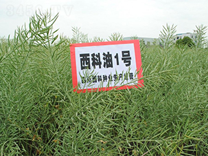 1̖-Ͳ˷N-r(nng)I(y)