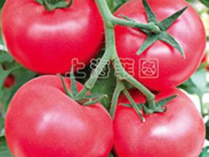 ̖(ho)-TY۹ѷN-ƈDNI(y)