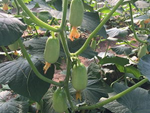 ͯŮĴָS-SϷN-A~NI(y)