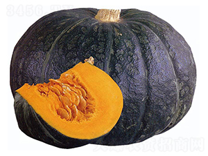 栗福-南瓜種子-禾誠種苗