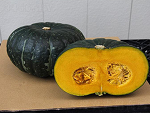 錦福-南瓜種子-禾誠種苗