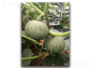 灰貝-南瓜種子-禾誠種苗