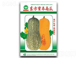 東方蜜本南瓜-南瓜種子-泉源