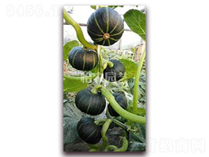 小綠南瓜-南瓜種子-怡農(nóng)園藝