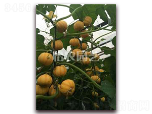 小桔瓜-南瓜種子-怡農(nóng)園藝