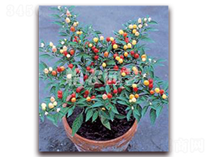 五鷹椒-南瓜種子-怡農(nóng)園藝