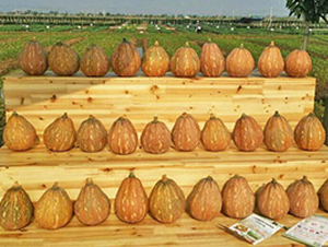 南瓜1號-南瓜種子-天之源