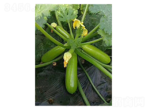 邁巴赫-西葫蘆種子-凌廣農(nóng)業(yè)